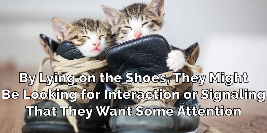 By Lying on the Shoes, They Might
Be Looking for Interaction or Signaling
That They Want Some Attention